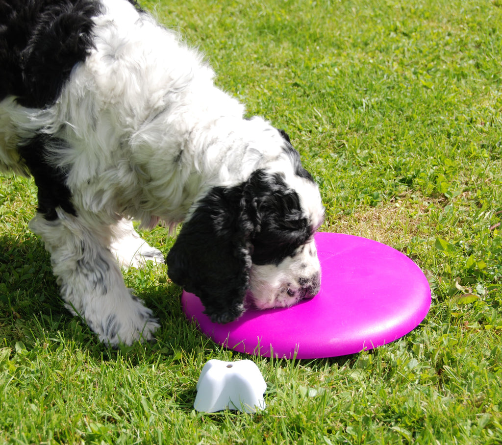 Nina Ottosson Spinny Interactive Dog & Cat Toy