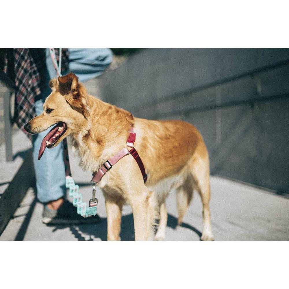 Zee.Dog Blink Soft-Walk Dog Harness