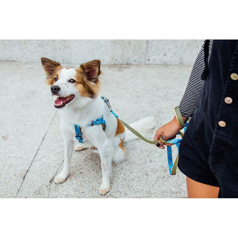 Zee.Dog Buzz Dog Leash