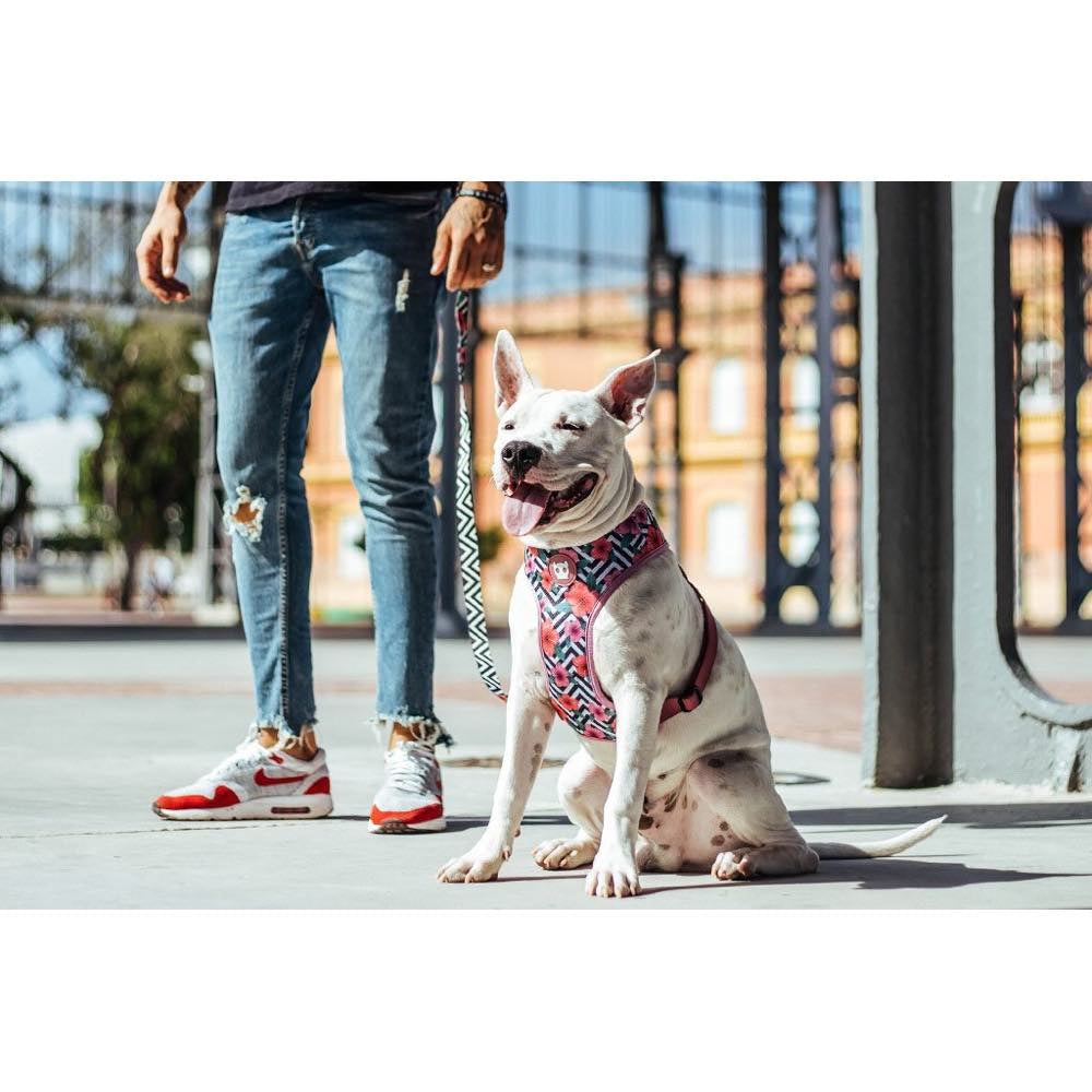 Zee.Dog Mahalo Air Mesh Plus Dog Harness