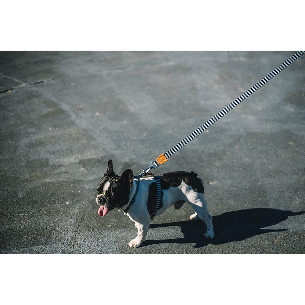 Zee.Dog Mango Dog Leash