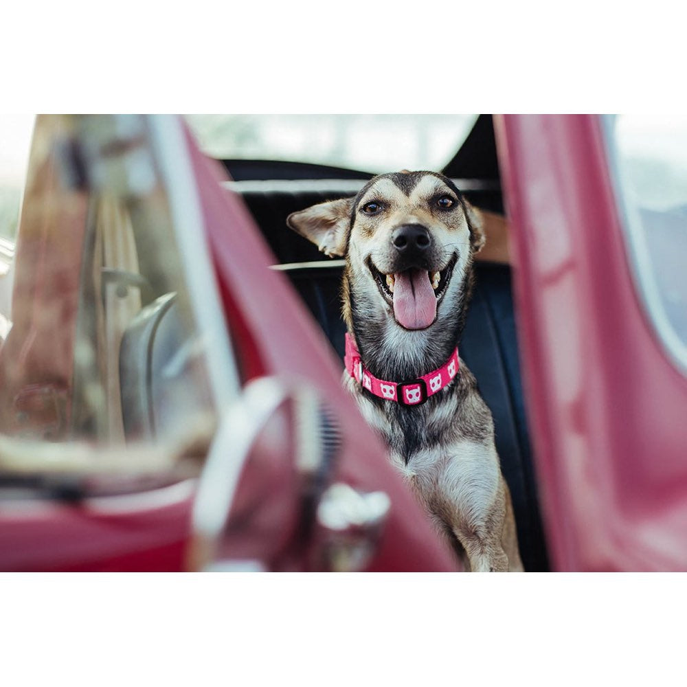 Zee.Dog Pink Skull Dog Collar