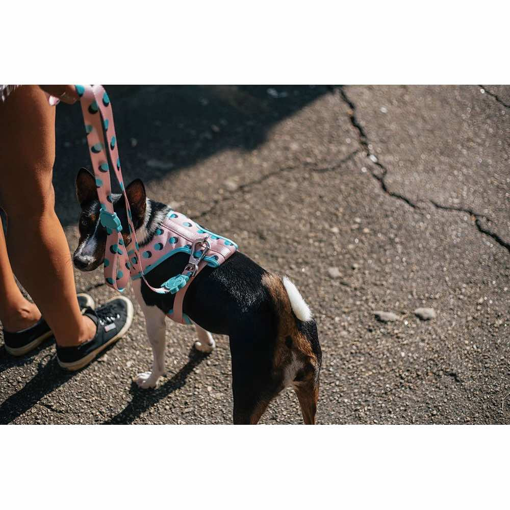 Zee.Dog Polka Dog Leash